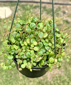 String of Turtles Live Plant - Peperomia Prostrata 4-6 Inch Trailing Succulent for Indoors - Image 3