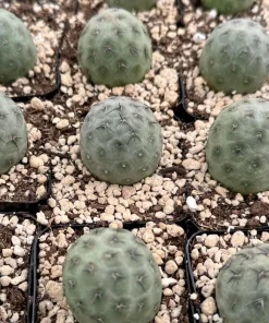 Tephrocactus Geometricus Rare Cactus Live Plant – Unique Succulent in 2.5 Inch Pot - Image 2
