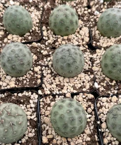 Tephrocactus Geometricus Rare Cactus Live Plant – Unique Succulent in 2.5 Inch Pot - Image 3
