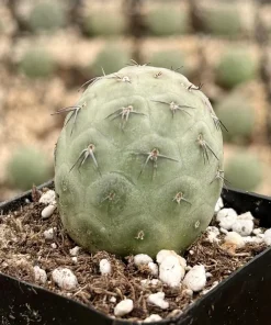 Tephrocactus Geometricus Rare Cactus Live Plant – Unique Succulent in 2.5 Inch Pot - Image 4