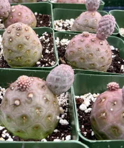 Tephrocactus Geometricus Rare Cactus Live Plant – Unique Succulent in 2.5 Inch Pot - Image 5