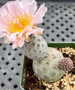 Tephrocactus Geometricus Rare Cactus Live Plant – Unique Succulent in 2.5 Inch Pot - Image 6