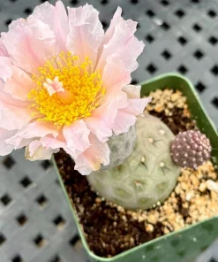 Tephrocactus Geometricus Rare Cactus Live Plant – Unique Succulent in 2.5 Inch Pot - Image 7