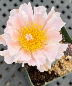 Tephrocactus Geometricus Rare Cactus Live Plant – Unique Succulent in 2.5 Inch Pot - Image 8