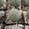 Tephrocactus Geometricus Rare Cactus Live Plant – Unique Succulent in 2.5 Inch Pot - Image 1