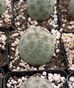 Tephrocactus Geometricus Rare Cactus Live Plant – Unique Succulent in 2.5 Inch Pot - Image 1