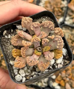 Titanopsis calcarea Concrete Leaf Succulent Live Plant, Jewel Plant in 2 Inch Pot, Indoor - Image 2
