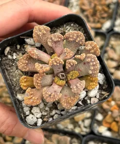Titanopsis calcarea Concrete Leaf Succulent Live Plant, Jewel Plant in 2 Inch Pot, Indoor - Image 3