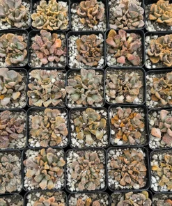 Titanopsis calcarea Concrete Leaf Succulent Live Plant, Jewel Plant in 2 Inch Pot, Indoor - Image 4