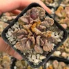 Titanopsis calcarea Concrete Leaf Succulent Live Plant, Jewel Plant in 2 Inch Pot, Indoor - Image 1