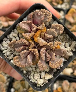 Titanopsis calcarea Concrete Leaf Succulent Live Plant, Jewel Plant in 2 Inch Pot, Indoor - Image 1