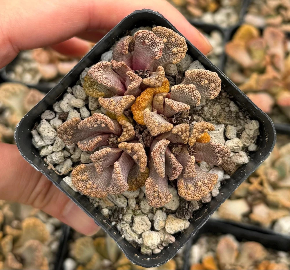 Titanopsis calcarea Concrete Leaf Succulent Live Plant, Jewel Plant in 2 Inch Pot, Indoor - Image 1