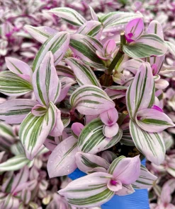 Tradescantia Nanouk Live Plant - Pink Wandering Jew Houseplant 4 Inch Pot Indoor - Image 2