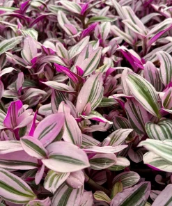 Tradescantia Nanouk Live Plant - Pink Wandering Jew Houseplant 4 Inch Pot Indoor - Image 3