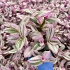 Tradescantia Nanouk Live Plant - Pink Wandering Jew Houseplant 4 Inch Pot Indoor - Image 1