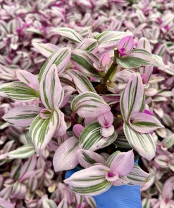 Tradescantia Nanouk Live Plant - Pink Wandering Jew Houseplant 4 Inch Pot Indoor - Image 1