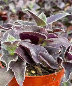 Tradescantia Pallida 'Pale Puma' Live Plant - Fuzzy Purple Houseplant in 4 Inch Pot - Image 2