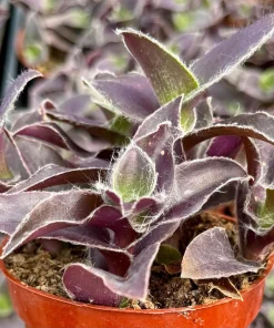 Tradescantia Pallida 'Pale Puma' Live Plant - Fuzzy Purple Houseplant in 4 Inch Pot - Image 3