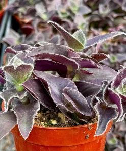 Tradescantia Pallida 'Pale Puma' Live Plant - Fuzzy Purple Houseplant in 4 Inch Pot - Image 4