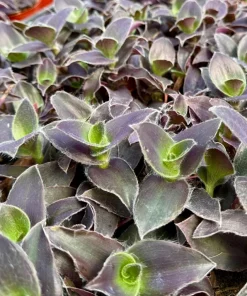 Tradescantia Pallida 'Pale Puma' Live Plant - Fuzzy Purple Houseplant in 4 Inch Pot - Image 5