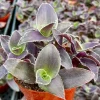 Tradescantia Pallida 'Pale Puma' Live Plant - Fuzzy Purple Houseplant in 4 Inch Pot - Image 1