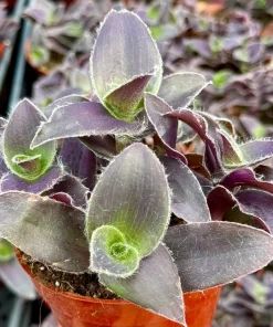 Tradescantia Pallida 'Pale Puma' Live Plant - Fuzzy Purple Houseplant in 4 Inch Pot - Image 1