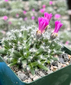 Trichodiadema Densum Desert Rose Live Plant – Succulent in 4 Inch Pot – Indoor/Outdoor - Image 2