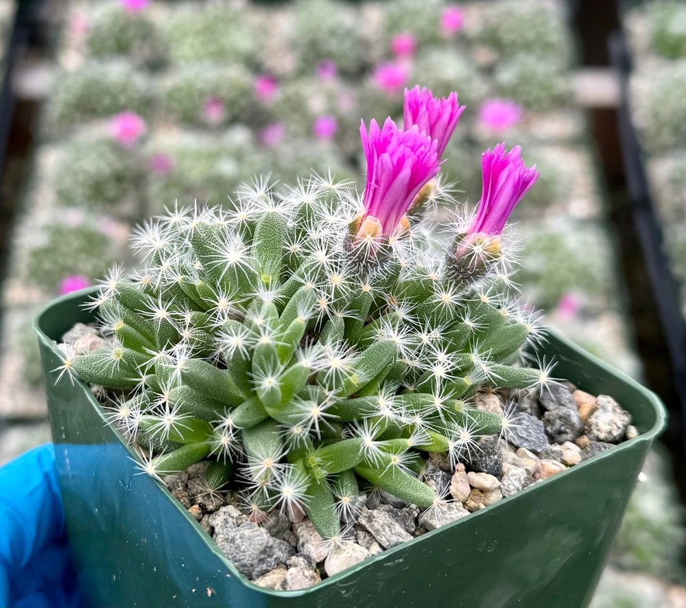 Trichodiadema Densum Desert Rose Live Plant – Succulent in 4 Inch Pot – Indoor/Outdoor - Image 2