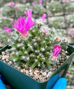 Trichodiadema Densum Desert Rose Live Plant – Succulent in 4 Inch Pot – Indoor/Outdoor - Image 3