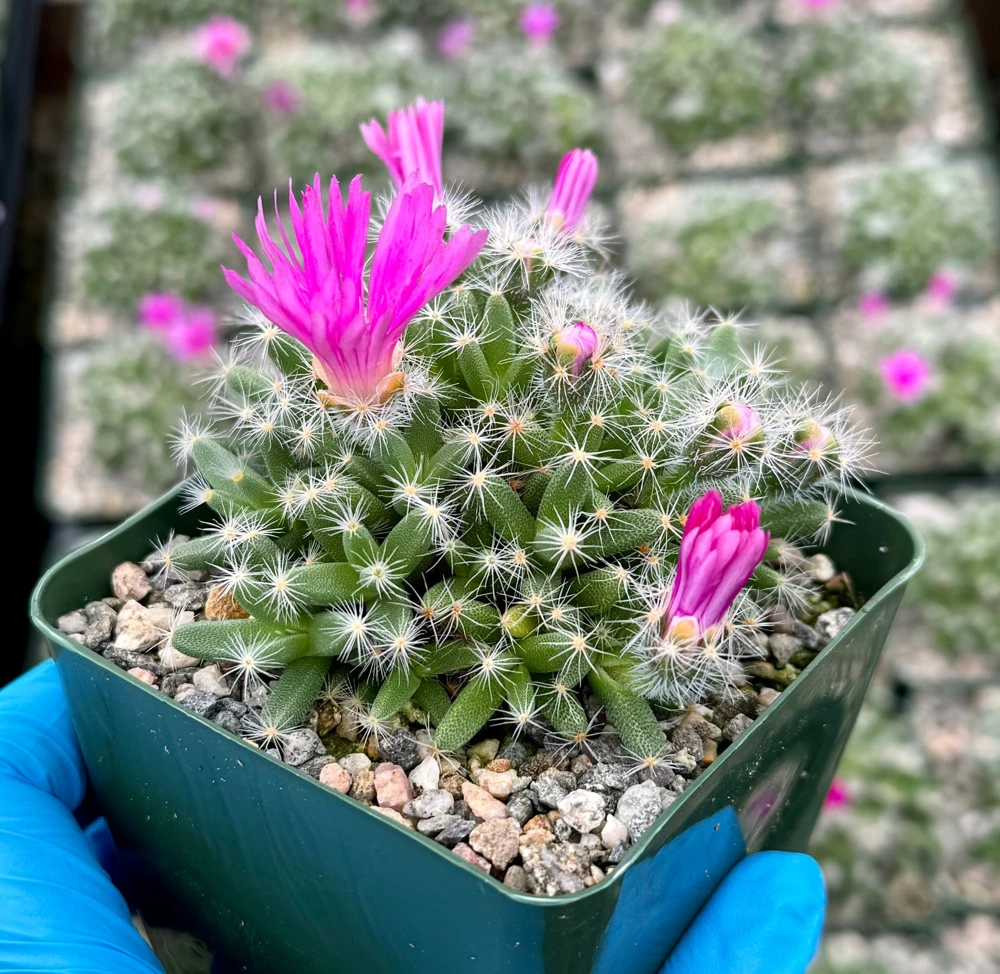 Trichodiadema Densum Desert Rose Live Plant – Succulent in 4 Inch Pot – Indoor/Outdoor - Image 3