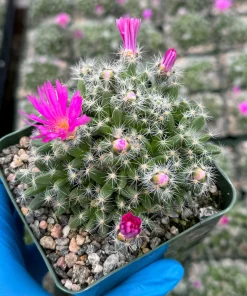 Trichodiadema Densum Desert Rose Live Plant – Succulent in 4 Inch Pot – Indoor/Outdoor - Image 4