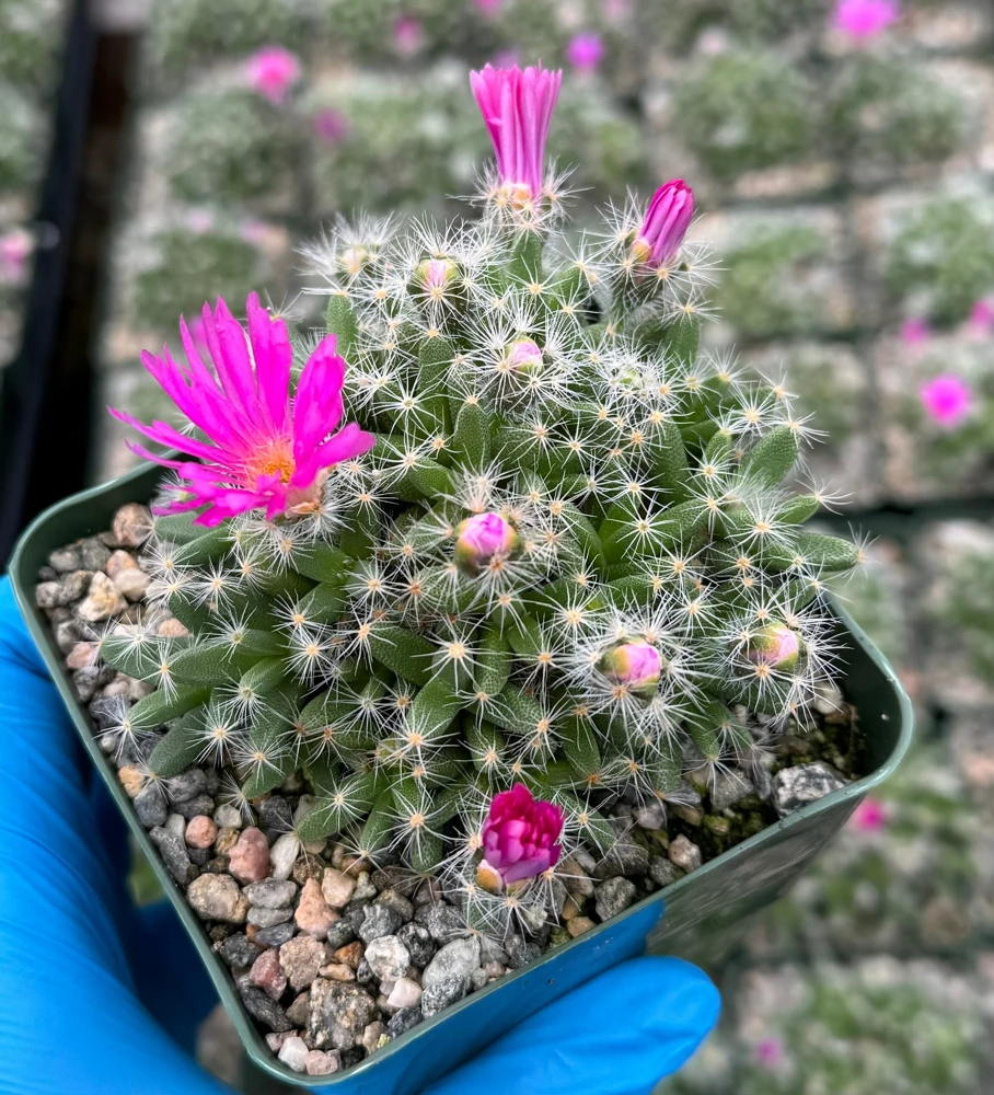 Trichodiadema Densum Desert Rose Live Plant – Succulent in 4 Inch Pot – Indoor/Outdoor - Image 4