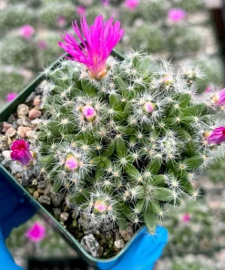 Trichodiadema Densum Desert Rose Live Plant – Succulent in 4 Inch Pot – Indoor/Outdoor - Image 5