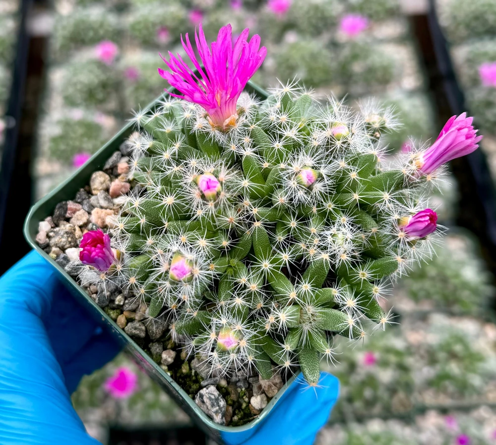 Trichodiadema Densum Desert Rose Live Plant – Succulent in 4 Inch Pot – Indoor/Outdoor - Image 5