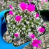 Trichodiadema Densum Desert Rose Live Plant – Succulent in 4 Inch Pot – Indoor/Outdoor - Image 1