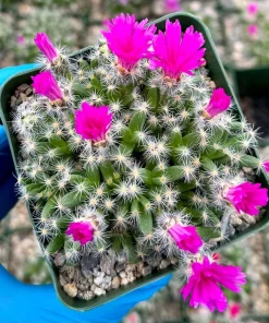 Trichodiadema Densum Desert Rose Live Plant – Succulent in 4 Inch Pot – Indoor/Outdoor - Image 1