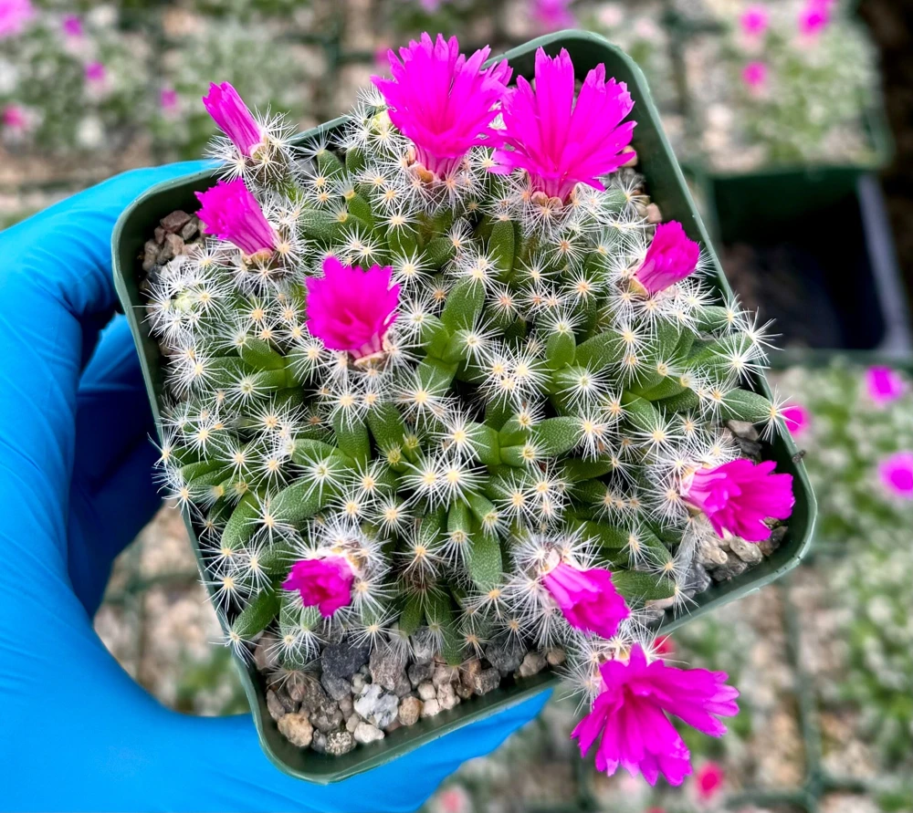 Trichodiadema Densum Desert Rose Live Plant – Succulent in 4 Inch Pot – Indoor/Outdoor - Image 1