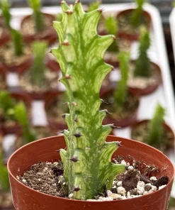 Variegated African Milk Tree Live Plant - Euphorbia Trigona - 3 Inch Pot - Image 3