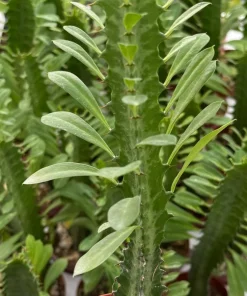 Variegated African Milk Tree Live Plant - Euphorbia Trigona - 3 Inch Pot - Image 4