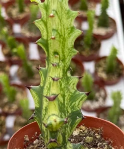 Variegated African Milk Tree Live Plant - Euphorbia Trigona - 3 Inch Pot - Image 1