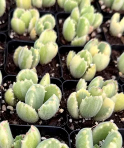 Variegated Bear Paw Succulent Live Plant - Cotyledon tomentosa variegata - 2 Inch or 4 Inch Pot - Image 2