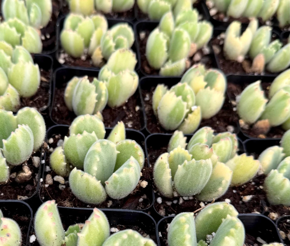 Variegated Bear Paw Succulent Live Plant - Cotyledon tomentosa variegata - 2 Inch or 4 Inch Pot - Image 2