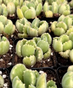 Variegated Bear Paw Succulent Live Plant - Cotyledon tomentosa variegata - 2 Inch or 4 Inch Pot - Image 3