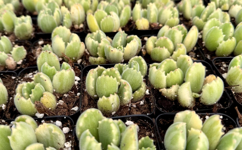 Variegated Bear Paw Succulent Live Plant - Cotyledon tomentosa variegata - 2 Inch or 4 Inch Pot - Image 3