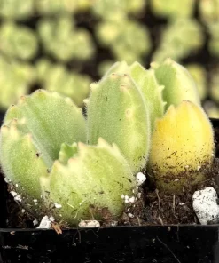 Variegated Bear Paw Succulent Live Plant - Cotyledon tomentosa variegata - 2 Inch or 4 Inch Pot - Image 4