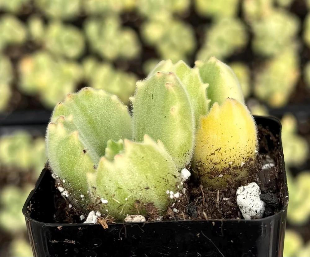 Variegated Bear Paw Succulent Live Plant - Cotyledon tomentosa variegata - 2 Inch or 4 Inch Pot - Image 4