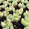Variegated Bear Paw Succulent Live Plant - Cotyledon tomentosa variegata - 2 Inch or 4 Inch Pot - Image 1