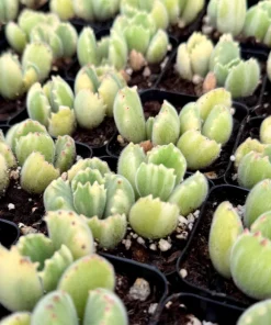 Variegated Bear Paw Succulent Live Plant - Cotyledon tomentosa variegata - 2 Inch or 4 Inch Pot - Image 1