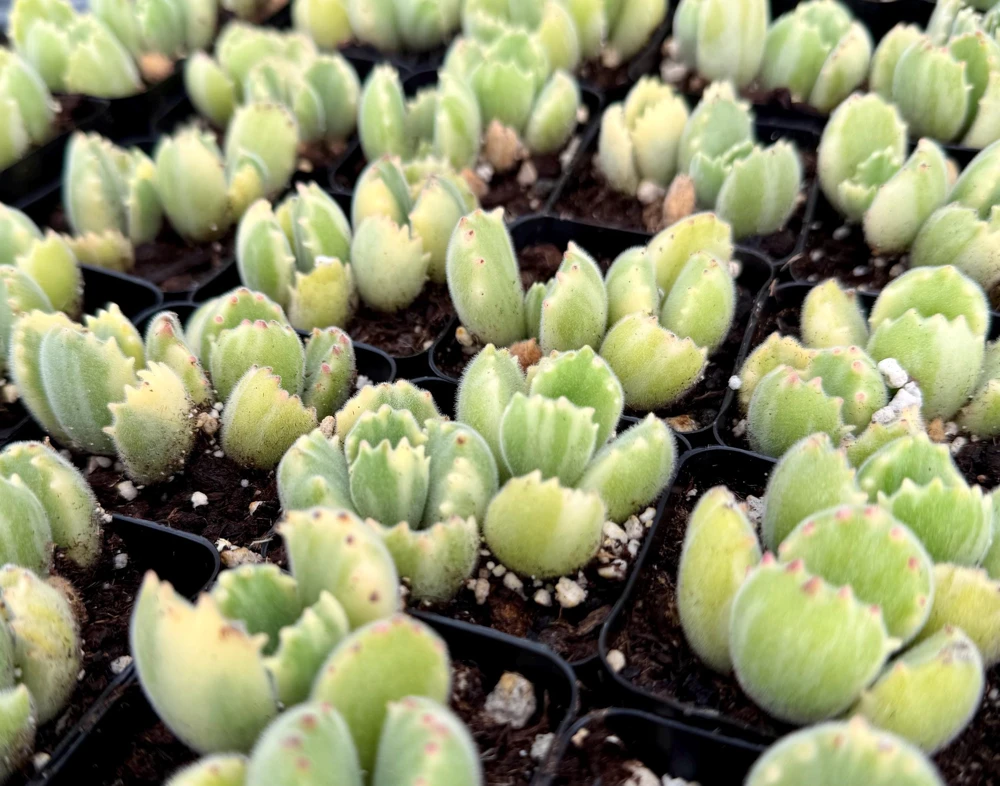 Variegated Bear Paw Succulent Live Plant - Cotyledon tomentosa variegata - 2 Inch or 4 Inch Pot - Image 1