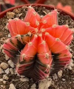 Variegated Gymnocalycium Cactus Live Plant – 4 Inch Pot – Rooted Indoor Succulent - Image 2